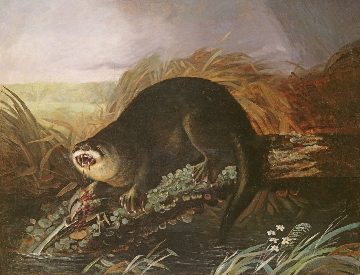 Uttern fångad i en fälla av John James Audubon