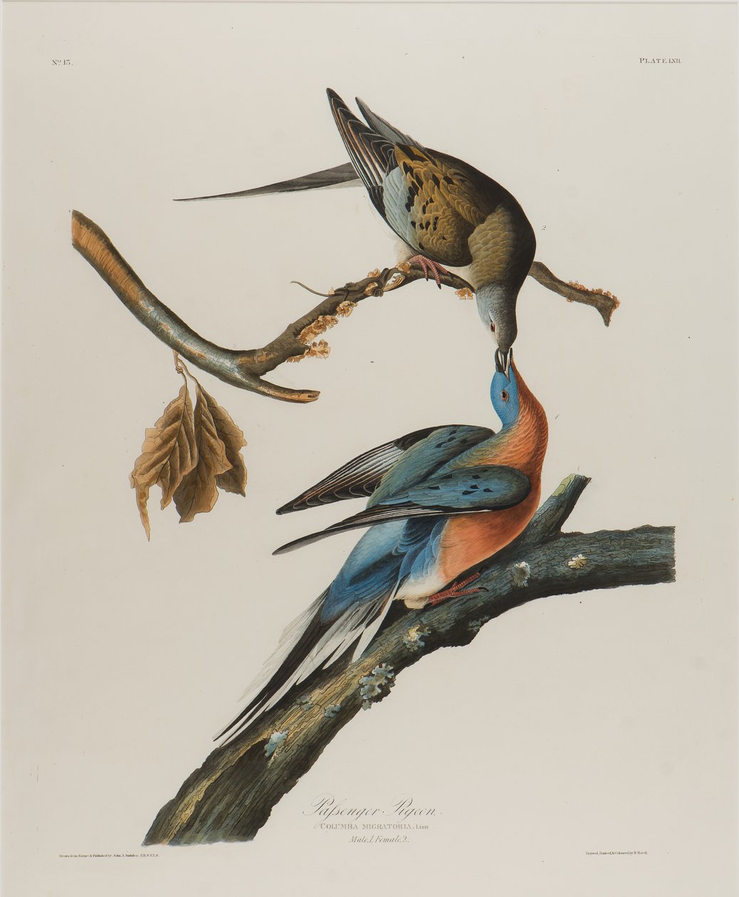 Passagerarduva, 1827-1838 (wc på papper) av John James Audubon