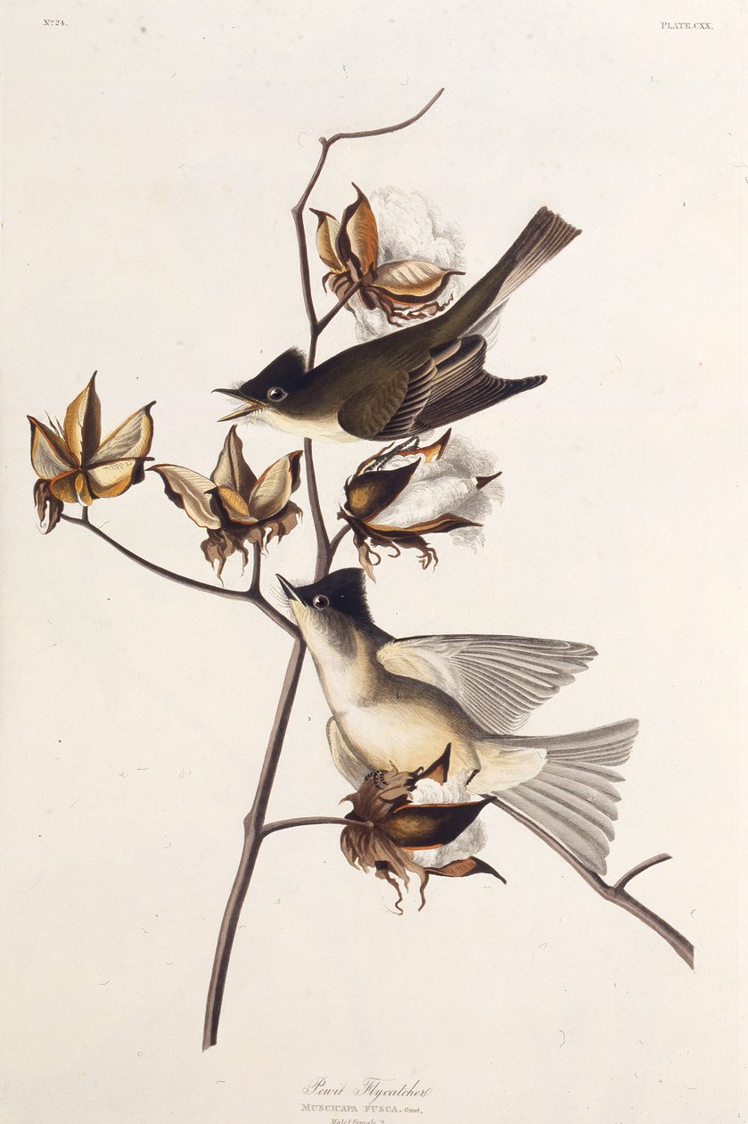 Pewit flugsnappare. Från The Birds of America, 1827-1838. av John James Audubon