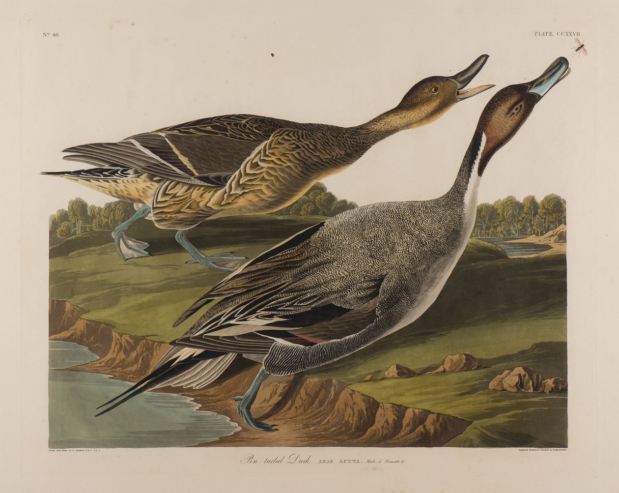 Pin Tailed Duck, 1834 (wc på papper) av John James Audubon