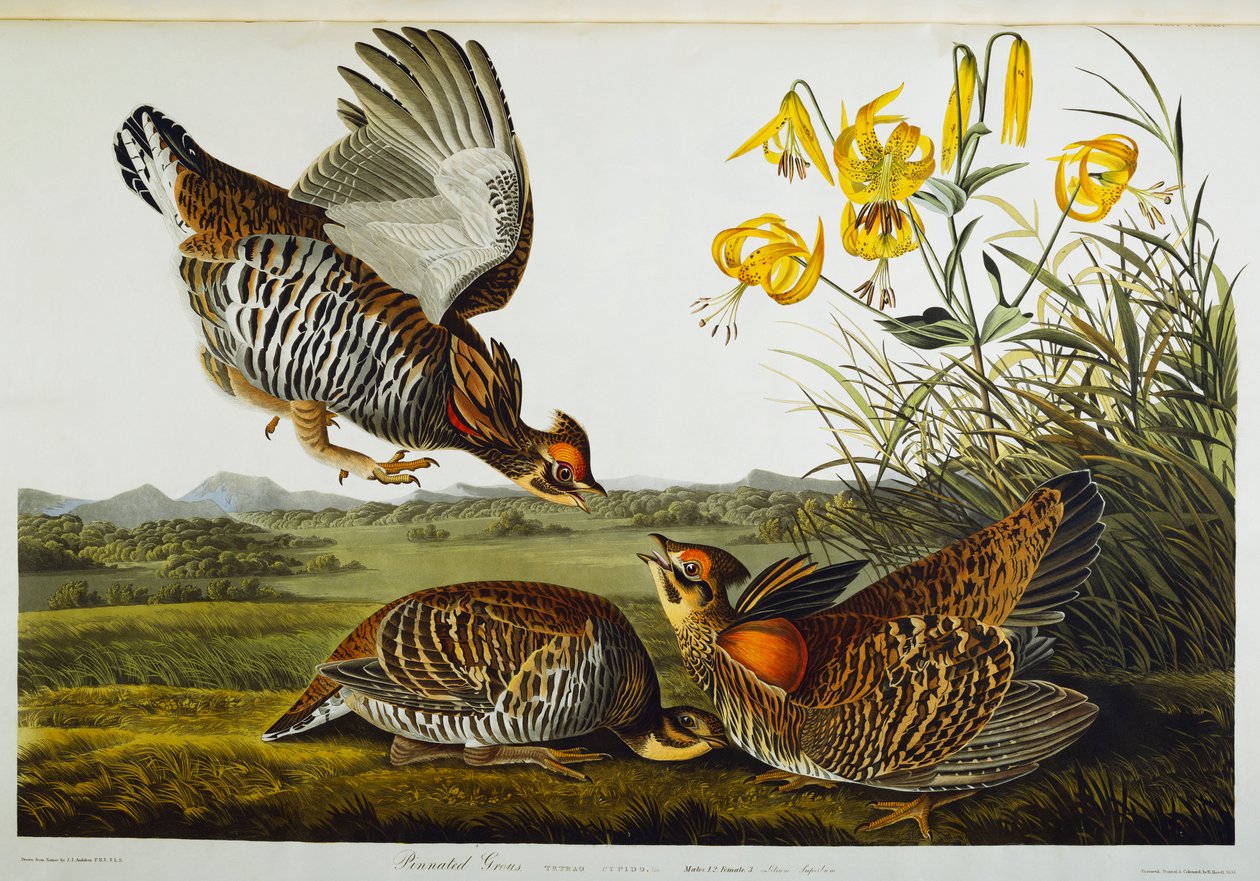 Pinnat ripa. Greater Prairie Chicken av John James Audubon