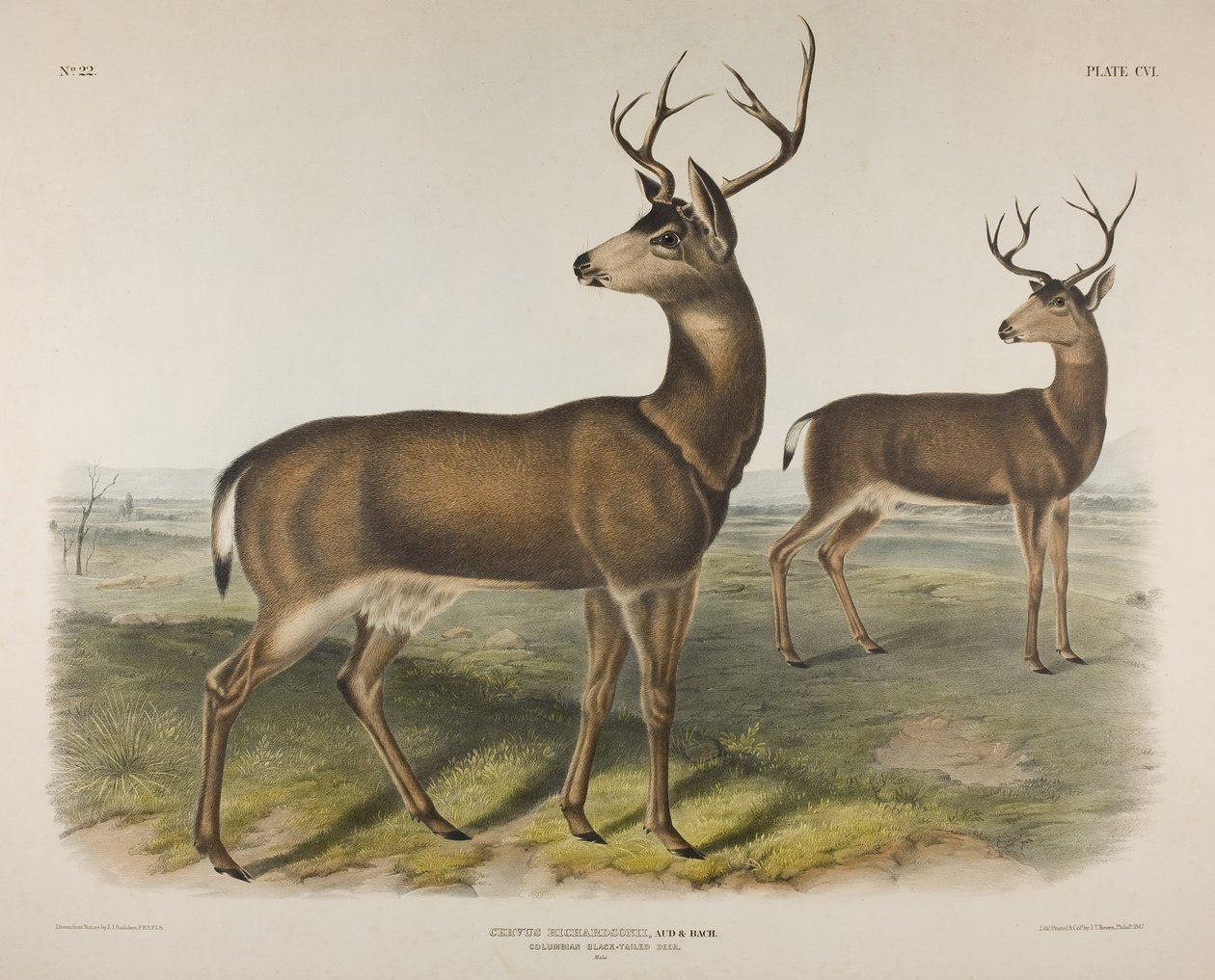 Plåt 106. Cervus Richardsonii, Aud & Bach. Columbian svartsvansad hjort, 1848 av John James Audubon