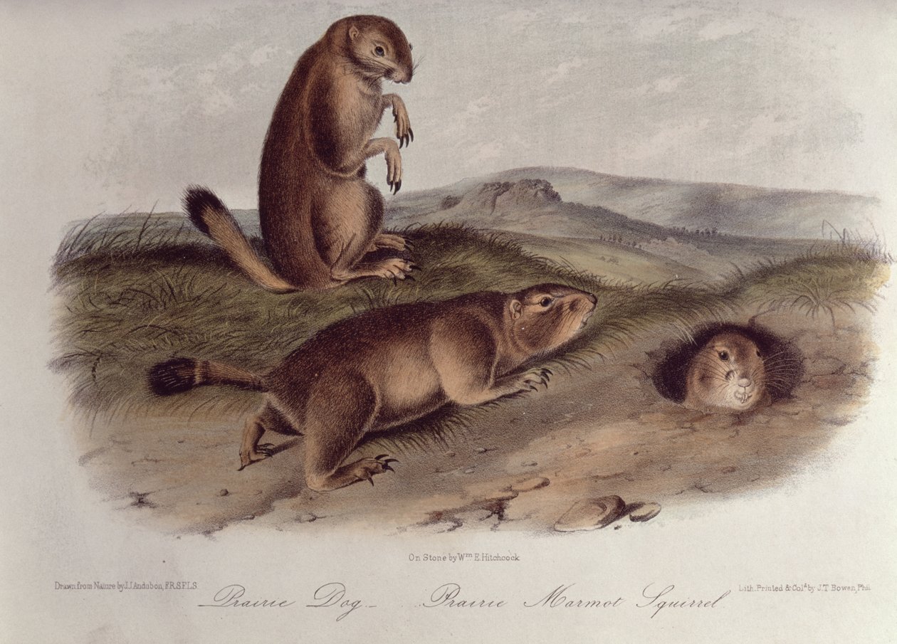 Prairie Dog från 