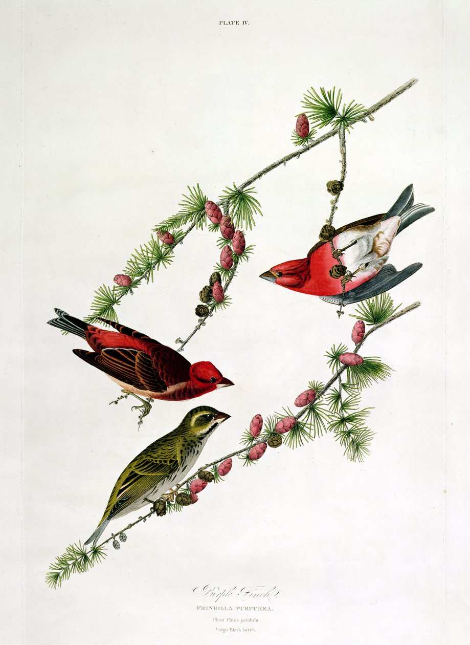 Purple Finch, från Birds of America, graverad av William Home (1788-1859). av John James Audubon