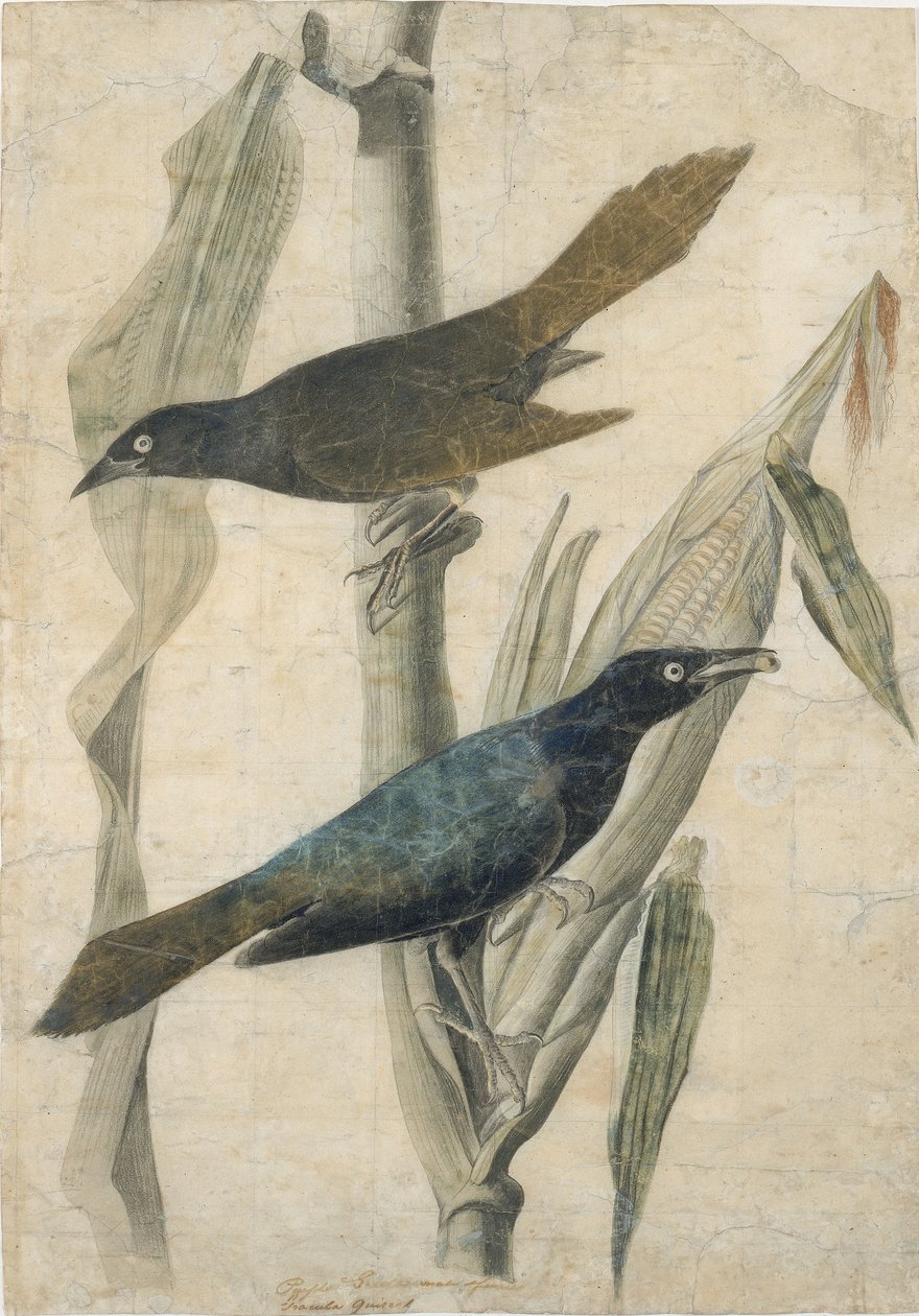 Purple Grackle, tidigt-mitten av 1800-talet. av John James Audubon