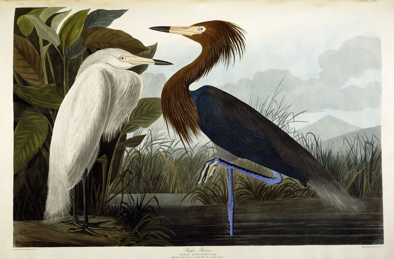 Purpurhäger, ca 1835 av John James Audubon
