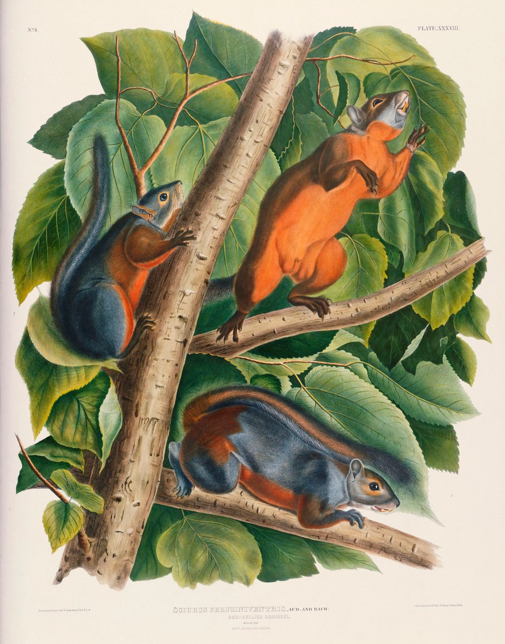 Rödbukad ekorre av John James Audubon