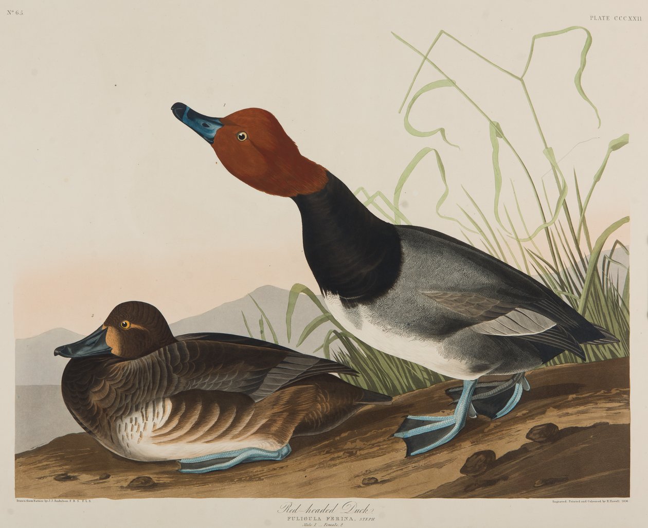 Rödhårig anka, 1836 (wc på papper) av John James Audubon