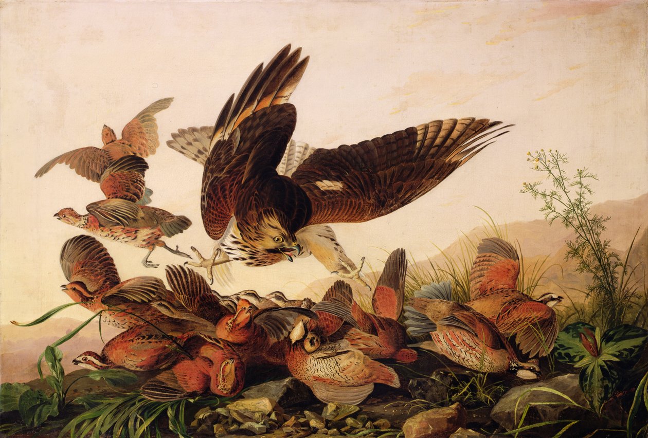 Rödaxlad hök attackerar rapphöns, 1827 av John James Audubon