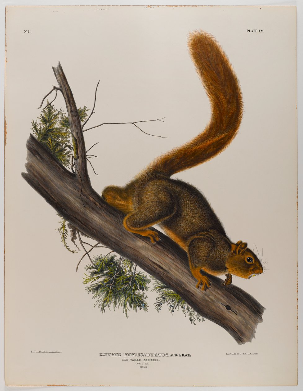 swed av John James Audubon