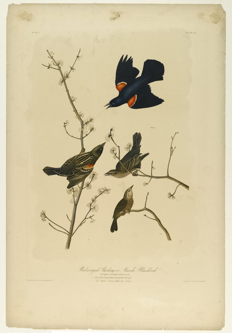 Rödvingad Stare eller Marsh Blackbird, tryckt av Julien Bien och publicerad av Roe Lockwood & Son, 1861 (kromolitografi) av John James Audubon
