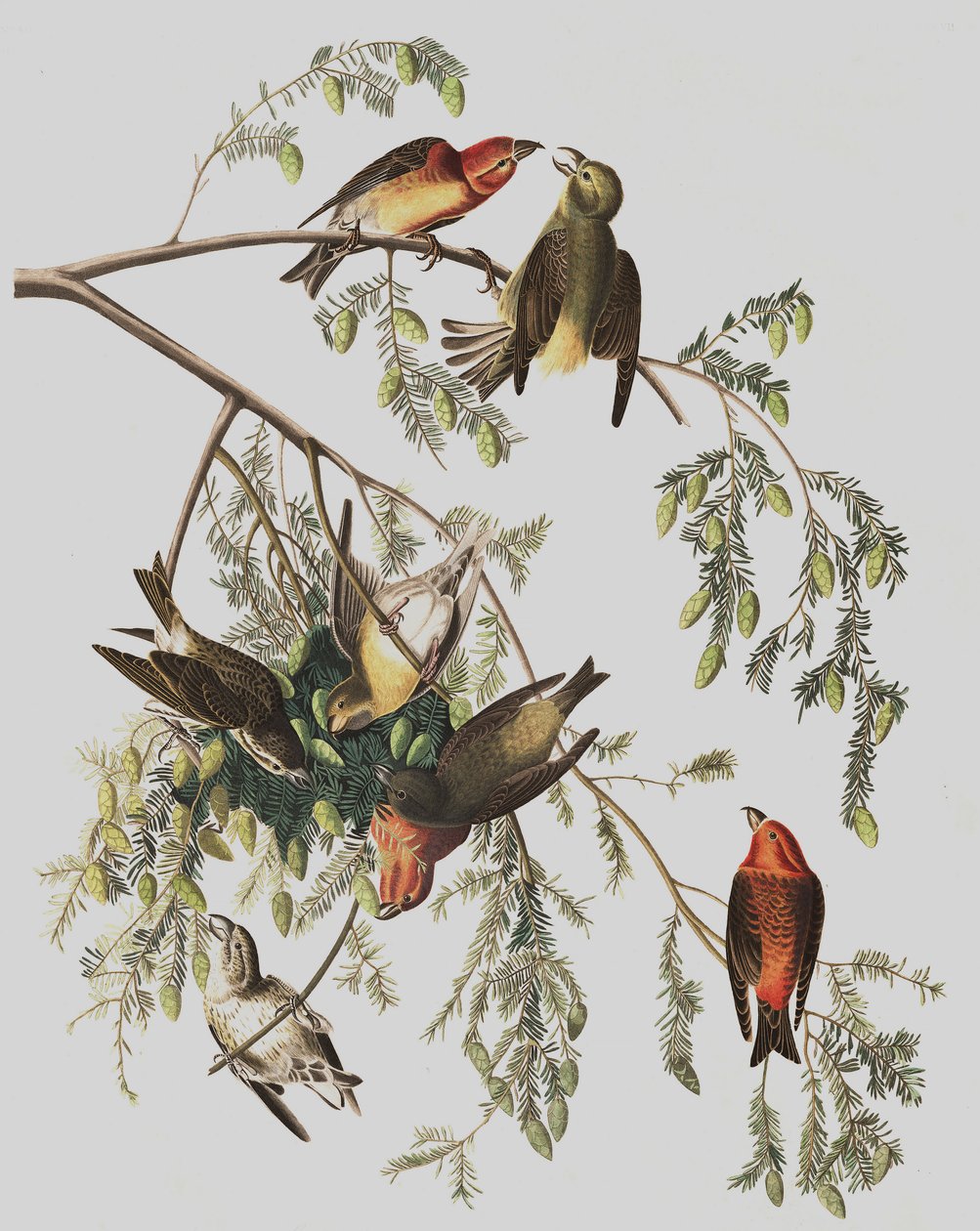 Röd korsnäbb, Loxia Curvirostra, från "The Birds of America" av John J. Audubon, pub. 1827-38 av John James Audubon