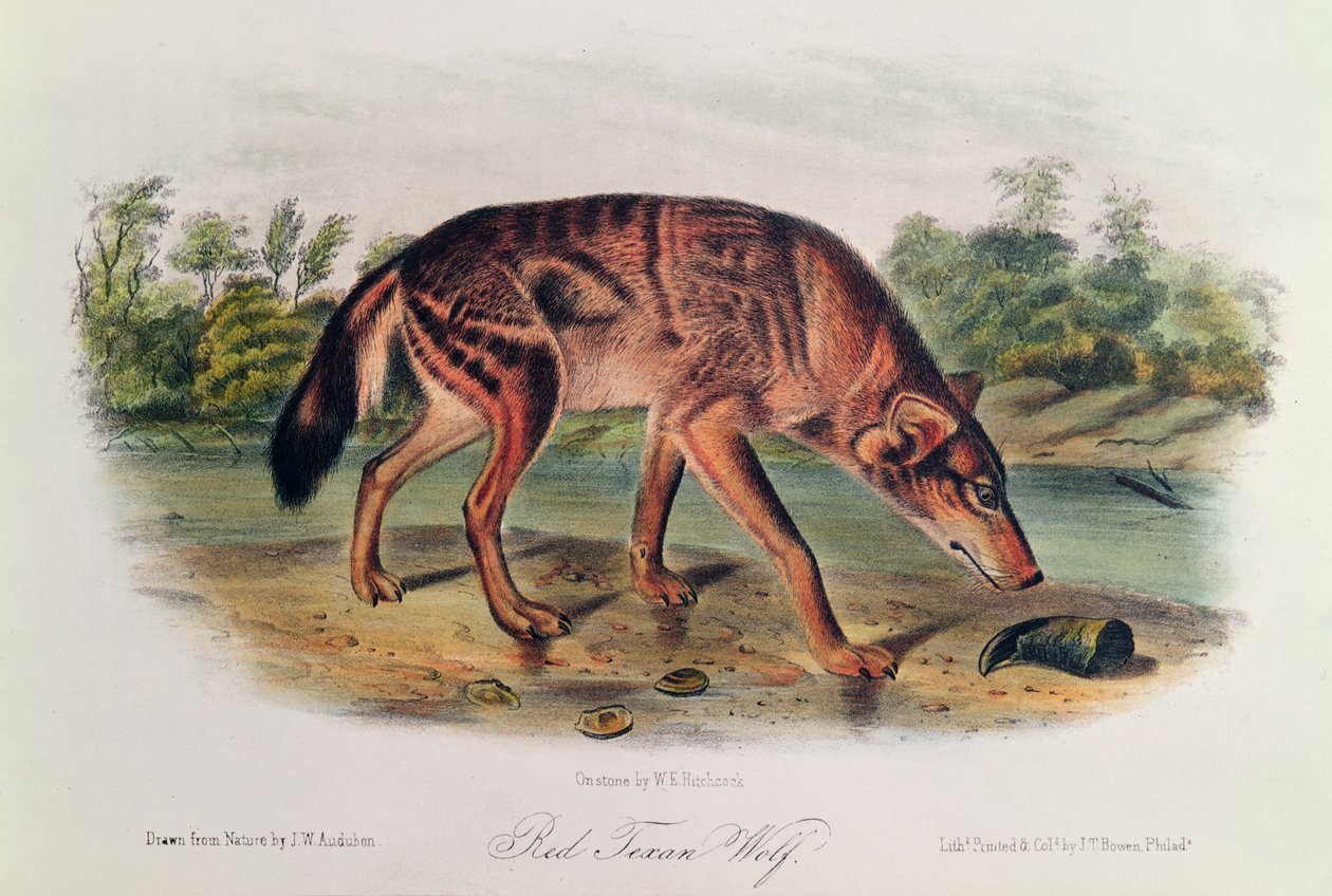 Red Wolf från 