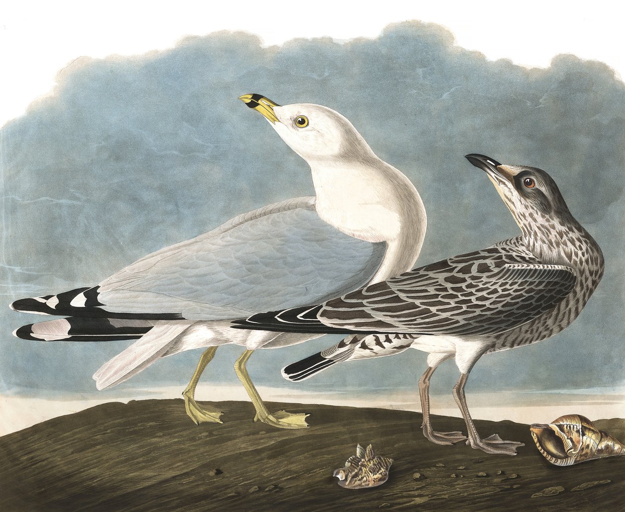 Ring-Billed Gull, Larus Delawarensis, från "The Birds of America" av John J. Audubon, pub. 1827-38 av John James Audubon
