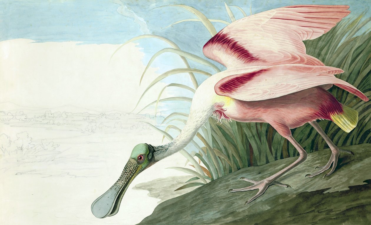 Roseate Spoonbill, Platalea Ajaja, från "The Birds of America" av John J. Audubon, pub. 1827-38 av John James Audubon