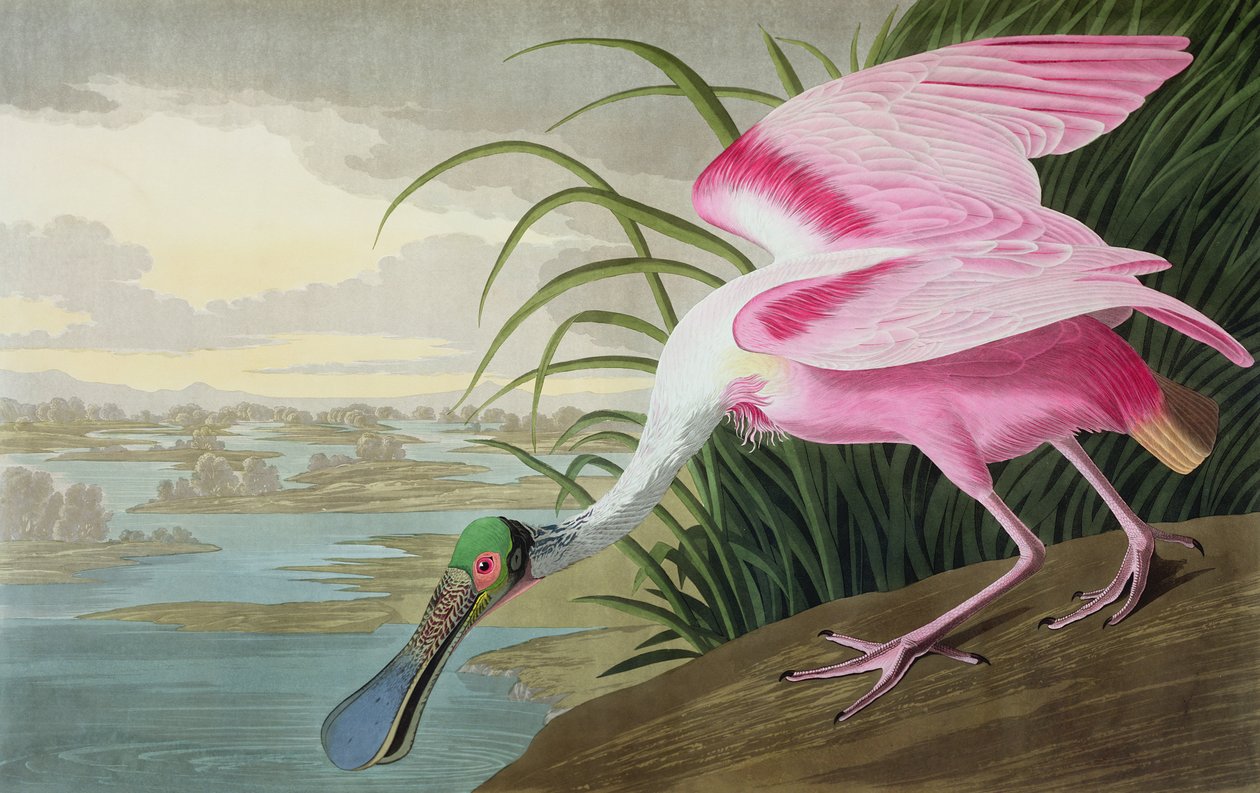 Roseate sponbill, Platalea leucorodia, från "The Birds of America", 1836 av John James Audubon