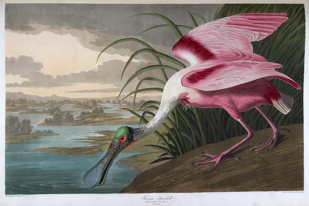 Roseate skednäbb. Vuxen hane av John James Audubon