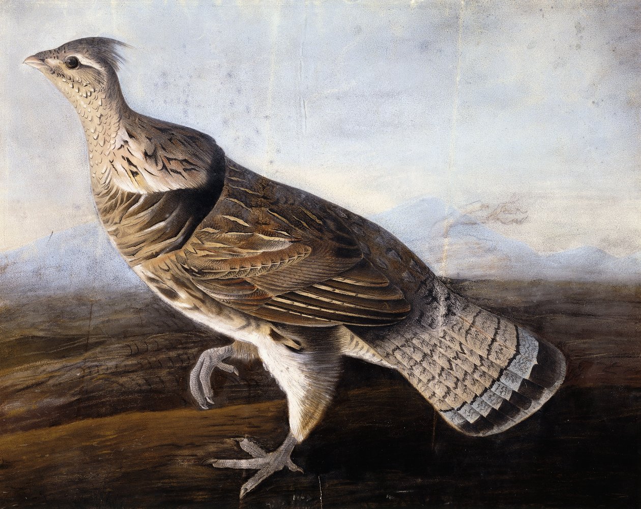 Ruffad ripa, av John James Audubon