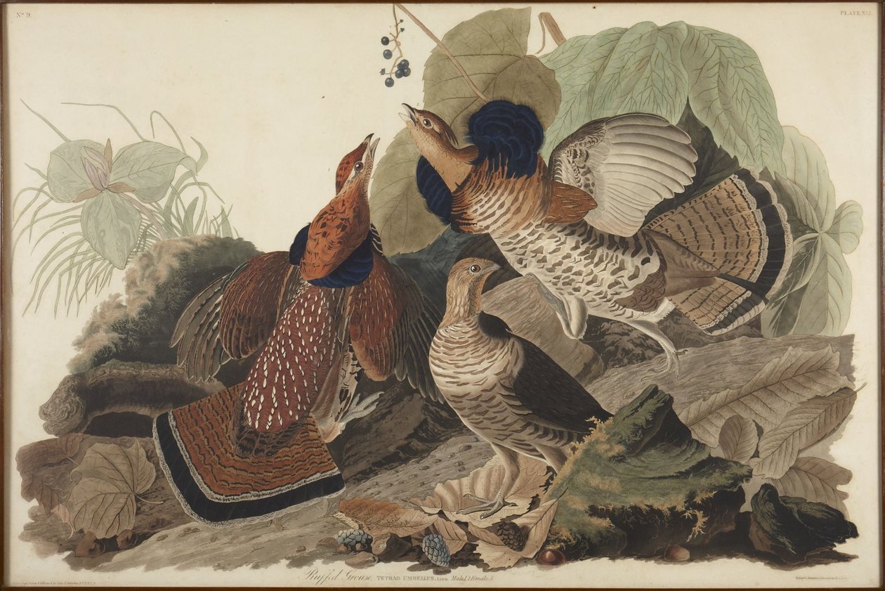 Kraggrouse av John James Audubon