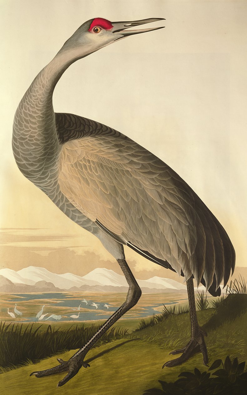 Sandhill Crane, från "Birds of America", graverad av Robert Havell (1793-1878) 1835 av John James Audubon