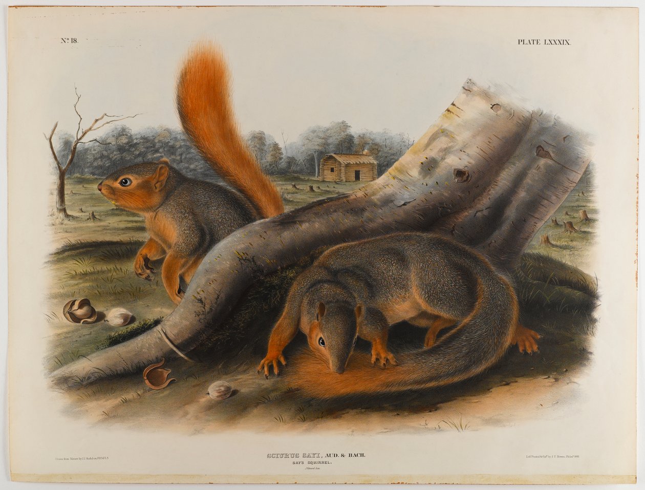 swed av John James Audubon