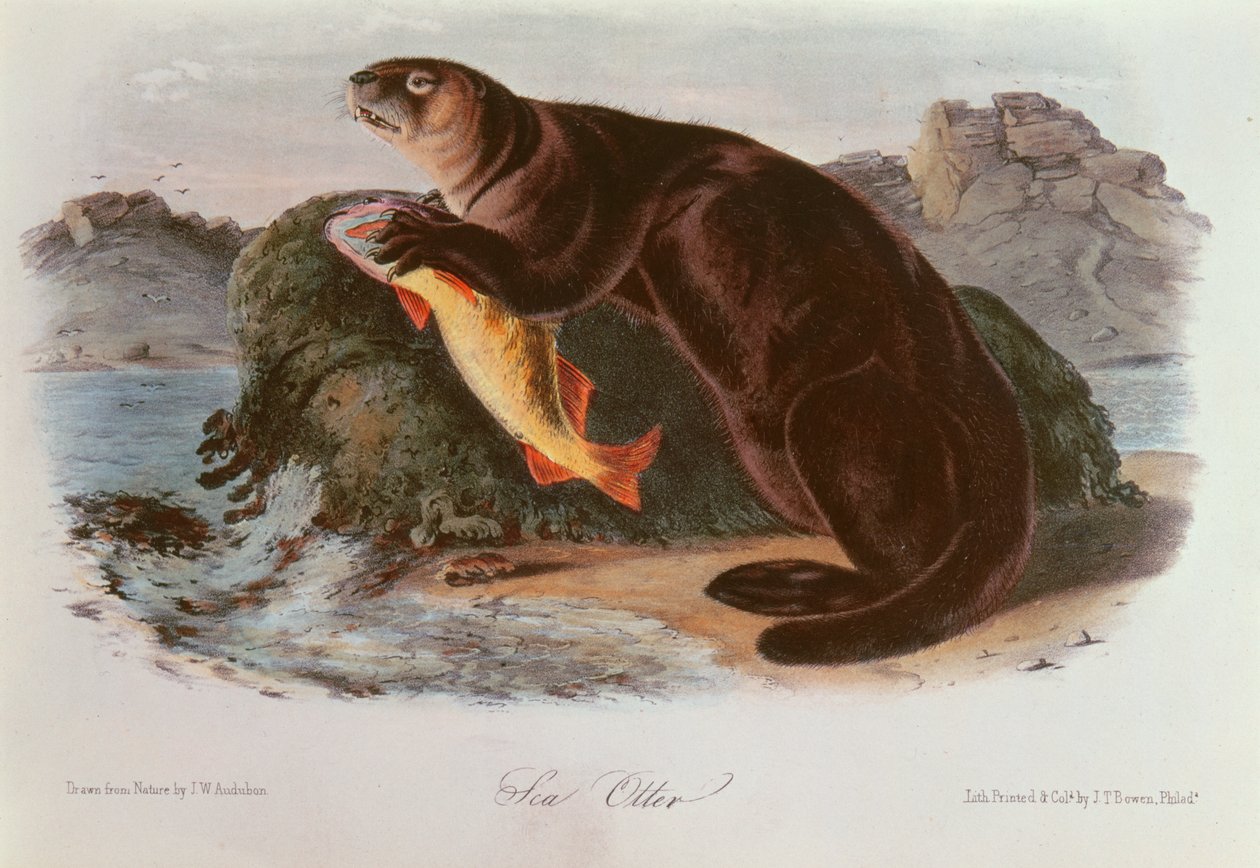Sea Otter från Quadrupeds of North America (1842-5) av John James Audubon
