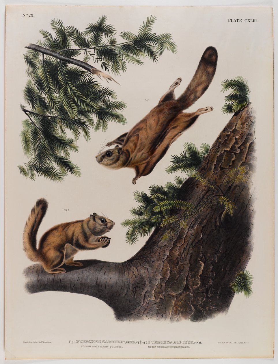 swed av John James Audubon