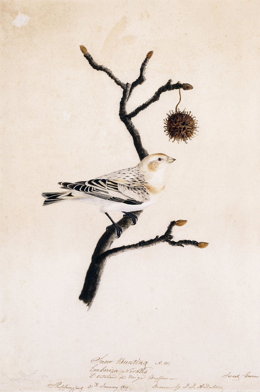 Snösparv, 1809 av John James Audubon