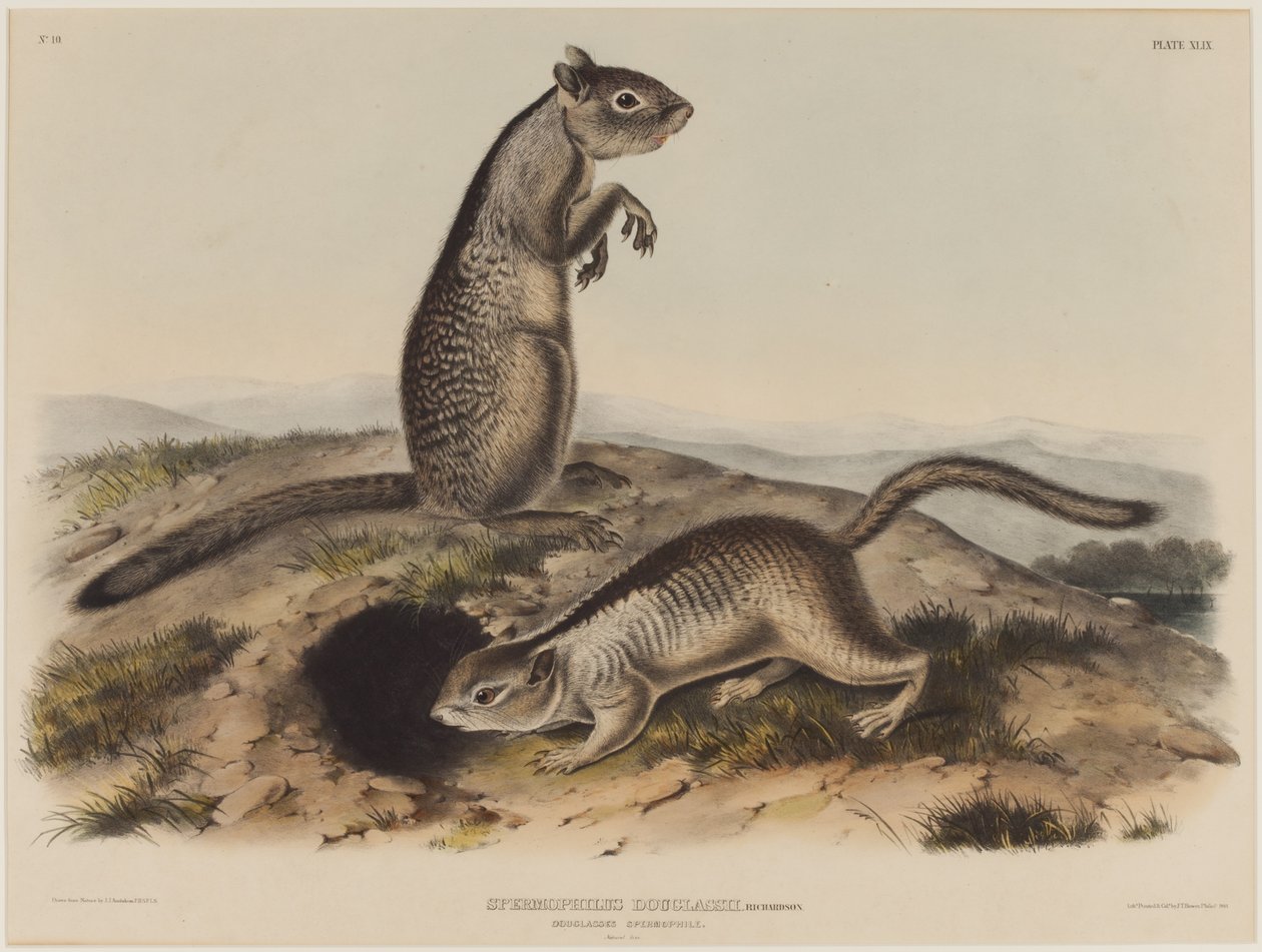 Spermophilus Douglassii (två douglasekorrar) av John James Audubon