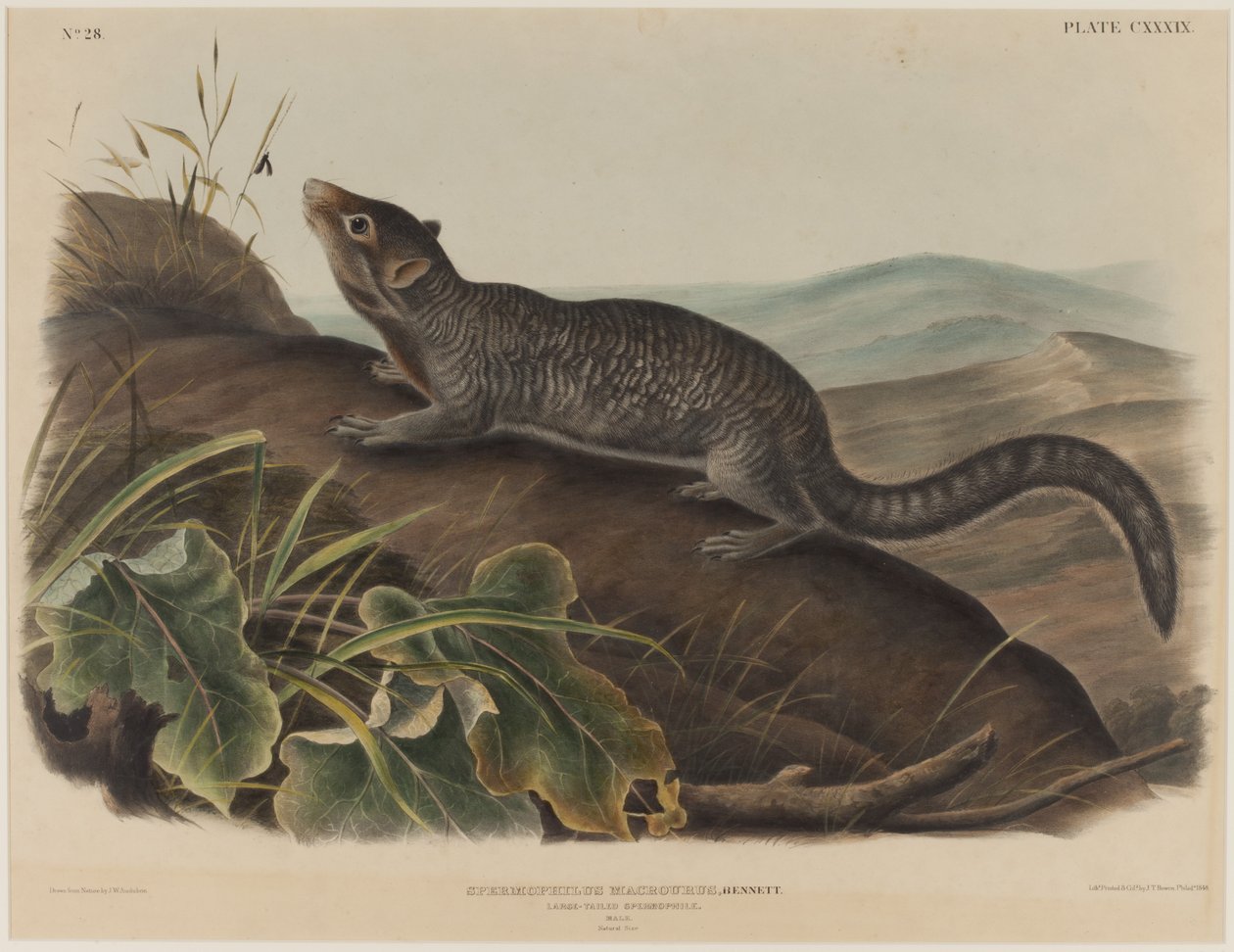 Spermophilus Macrourus (storstjärtad ekorre) av John James Audubon