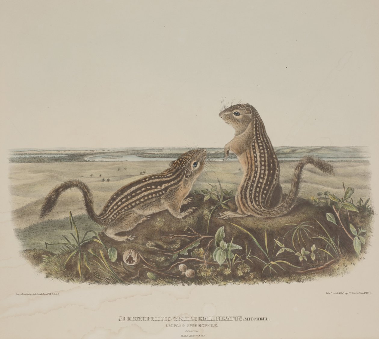 Spermophilus Tridecemlineatus (två leopardekorrar) av John James Audubon