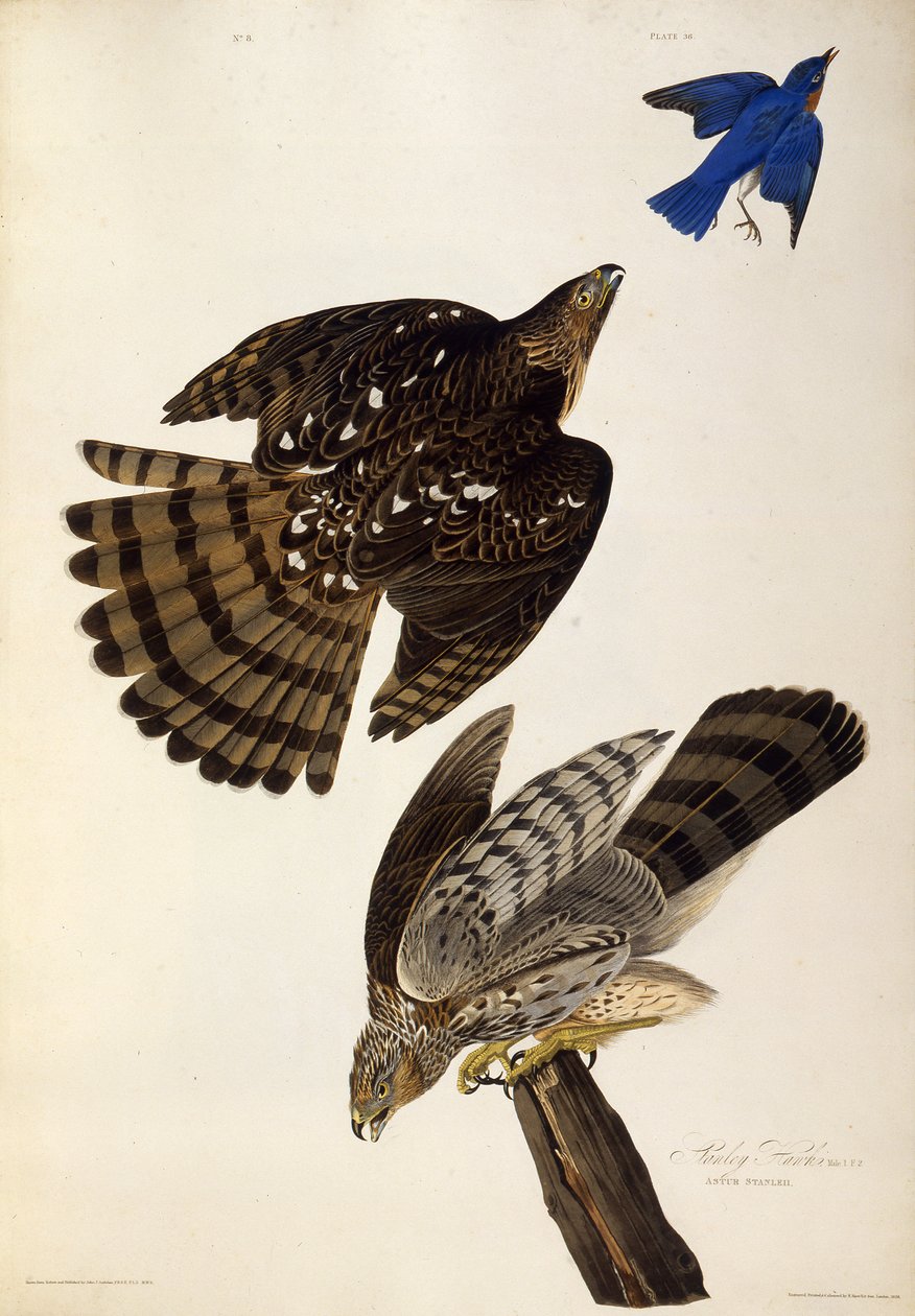 Stanley Hawks. Från The Birds of America, 1827-1838. av John James Audubon