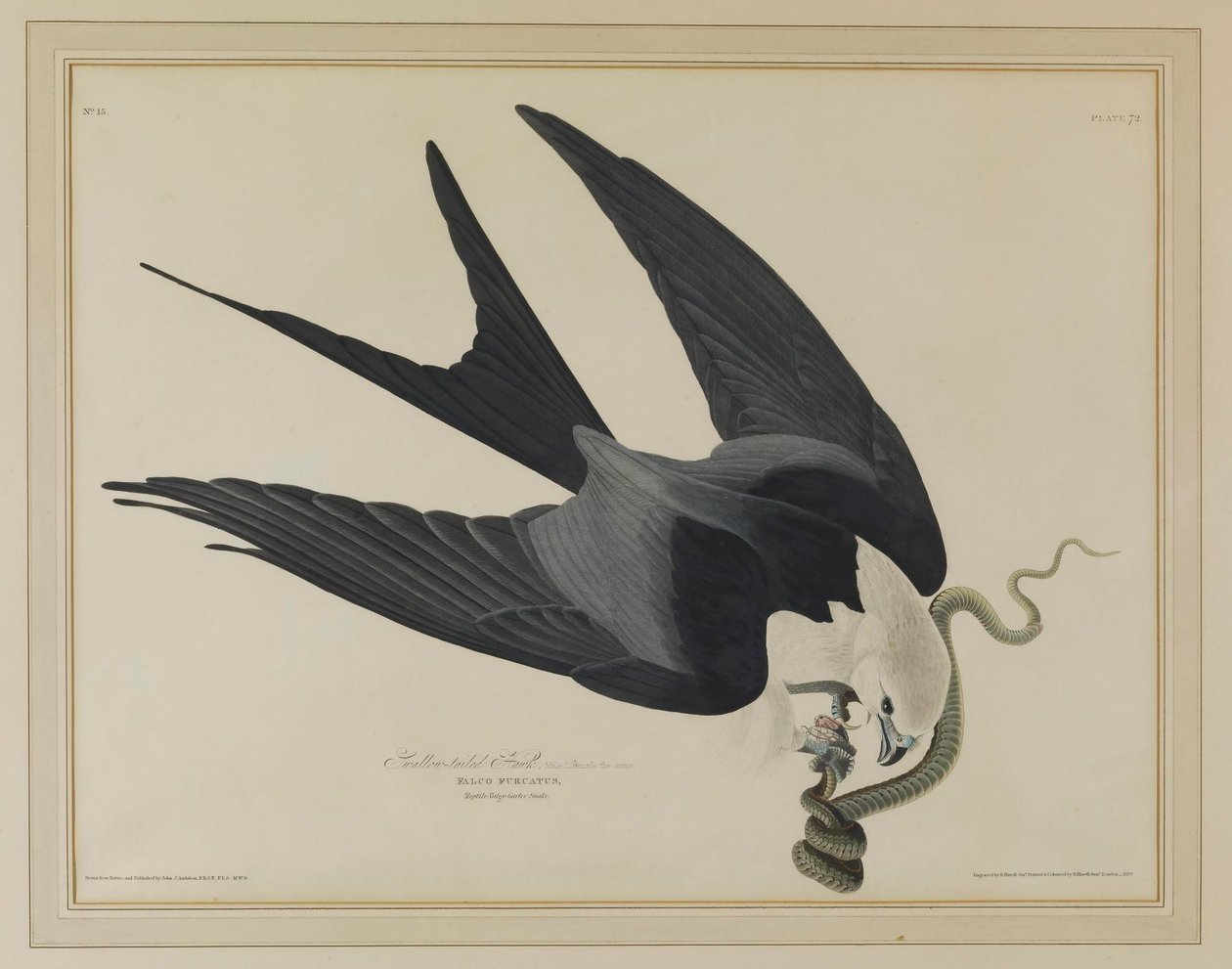 Svalstjärtad glada av John James Audubon