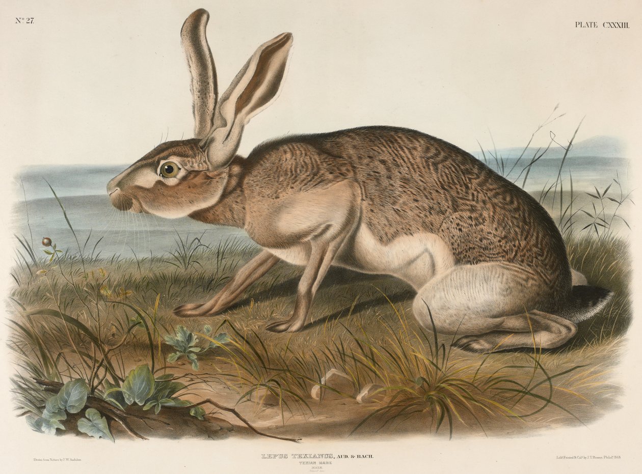 Texian Hare (Lepus Texianus), 1848 (handkolorerad litografi) av John James Audubon