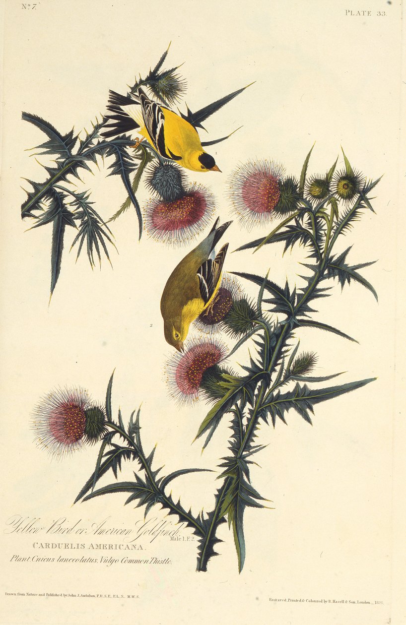 Den amerikanska guldfinken. Från The Birds of America, 1827-1838. av John James Audubon