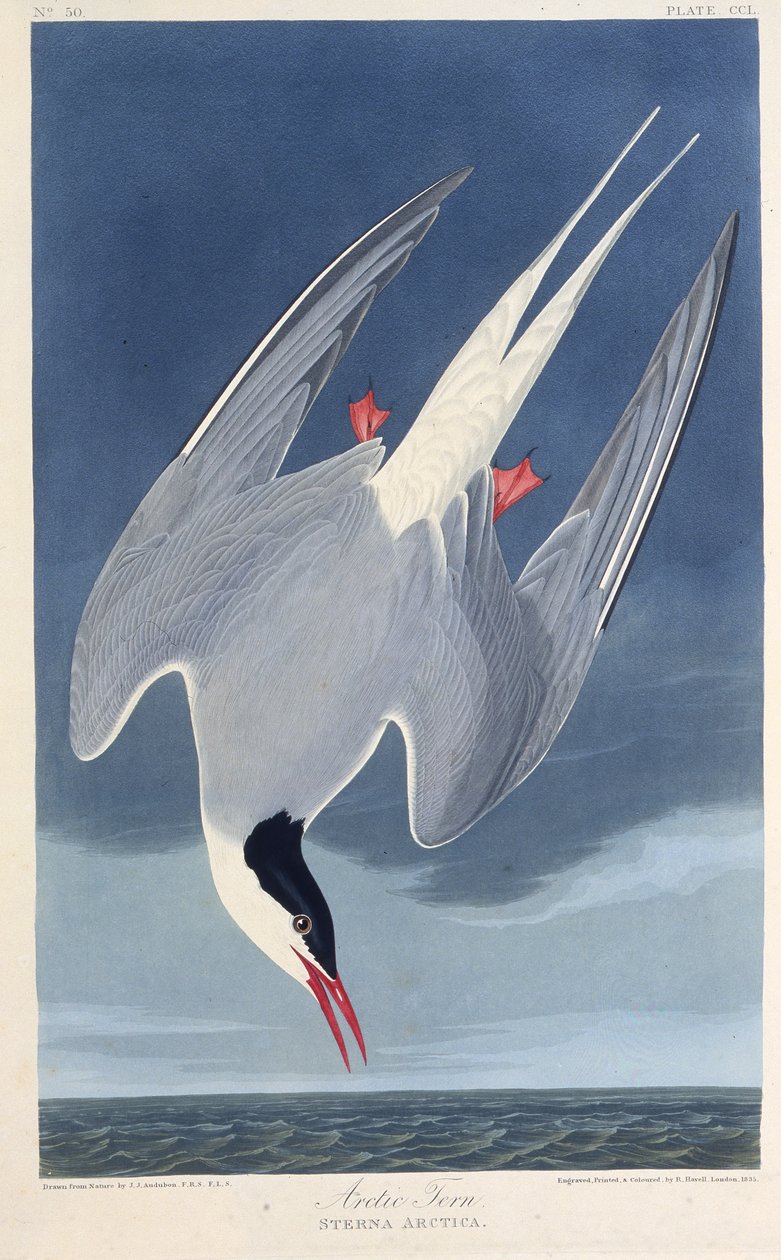 Den arktiska tärnan. Från The Birds of America, 1827-1838. av John James Audubon