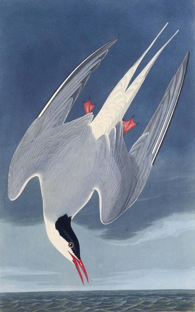 Den arktiska tärnan. Från The Birds of America, 1827-1838. av John James Audubon