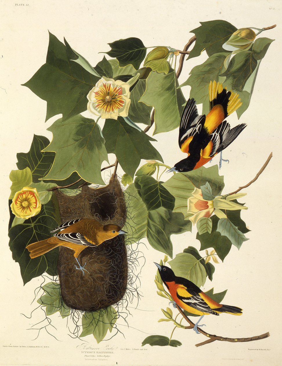 Baltimore oriole. Från The Birds of America, 1827-1838. av John James Audubon