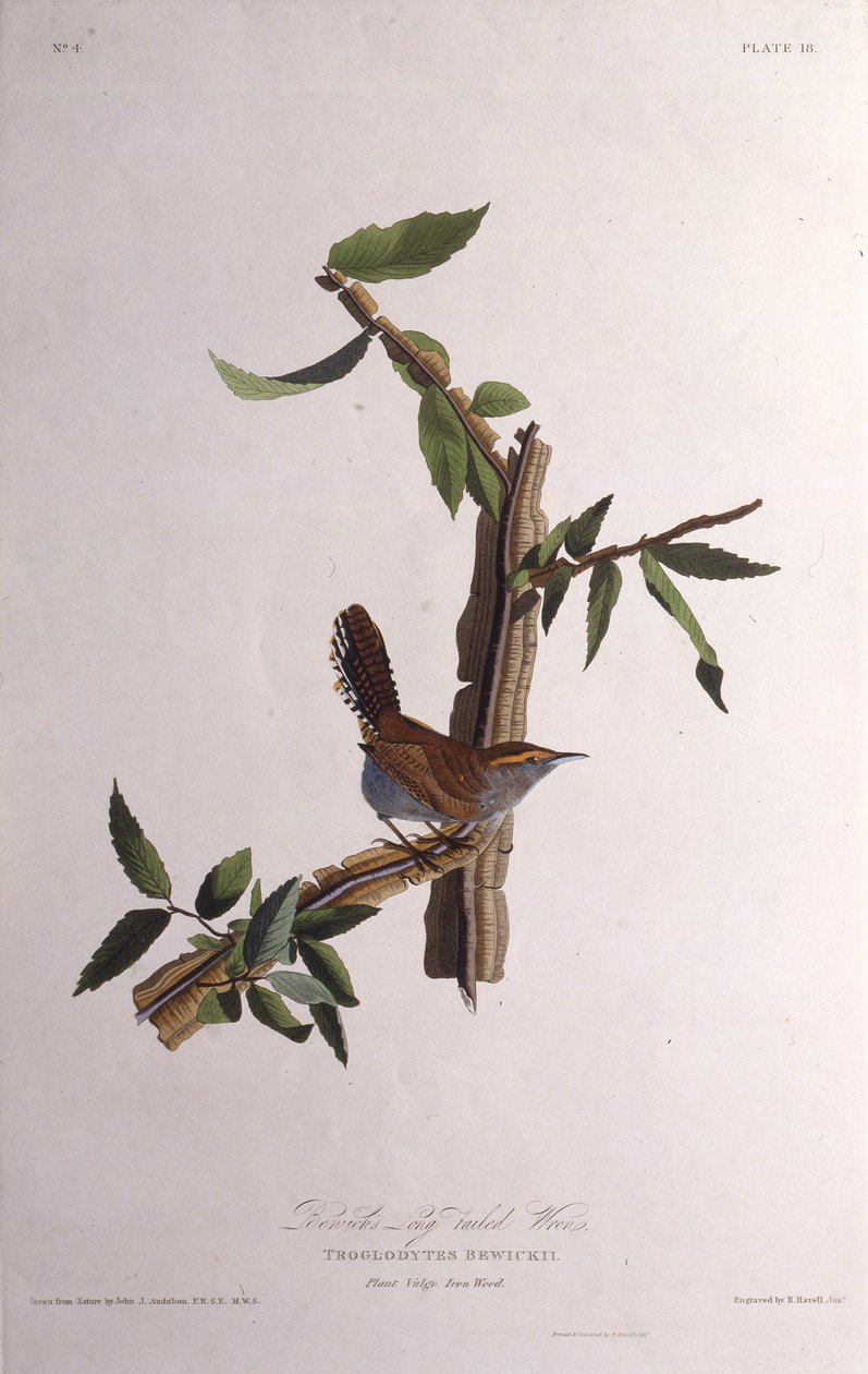 Bewicks gärdsmyg. Från The Birds of America, 1827-1838. av John James Audubon