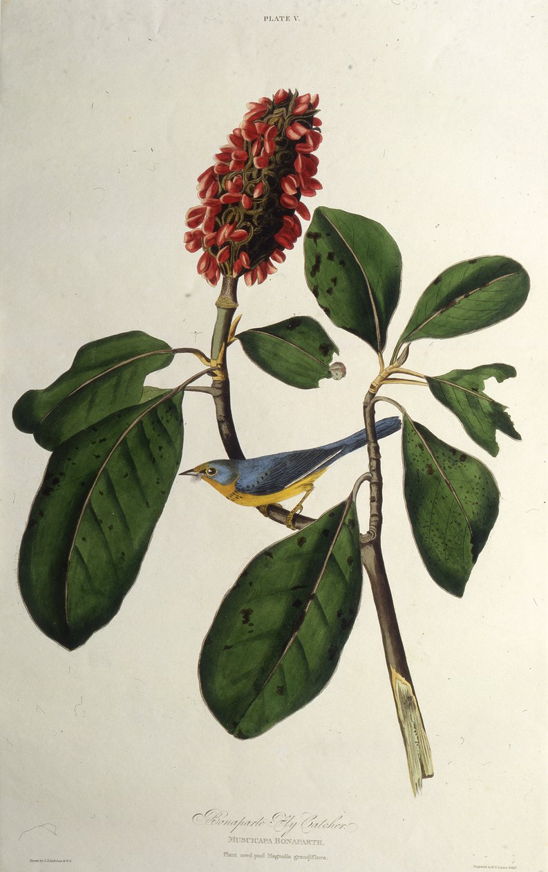 Kanadasångaren. Från The Birds of America, 1827-1838. av John James Audubon