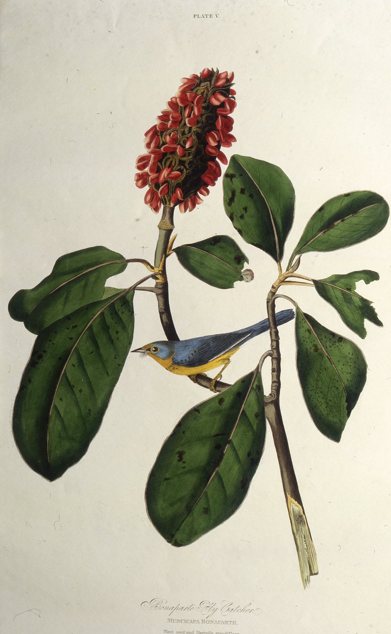 Kanadasångaren. Från The Birds of America, 1827-1838. av John James Audubon