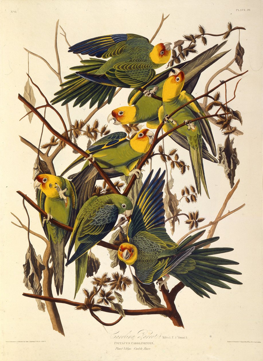 Carolina parakiten, från The Birds of America, 1827-1838. av John James Audubon