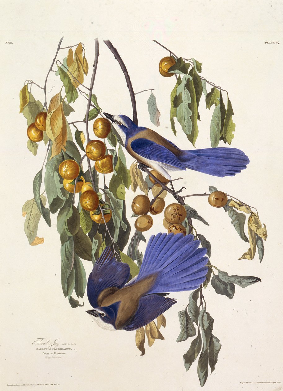 Floridas scrub jay. Från The Birds of America, 1827-1838. av John James Audubon