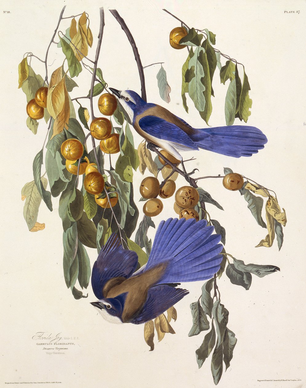 Floridas scrub jay. Från The Birds of America, 1827-1838. av John James Audubon