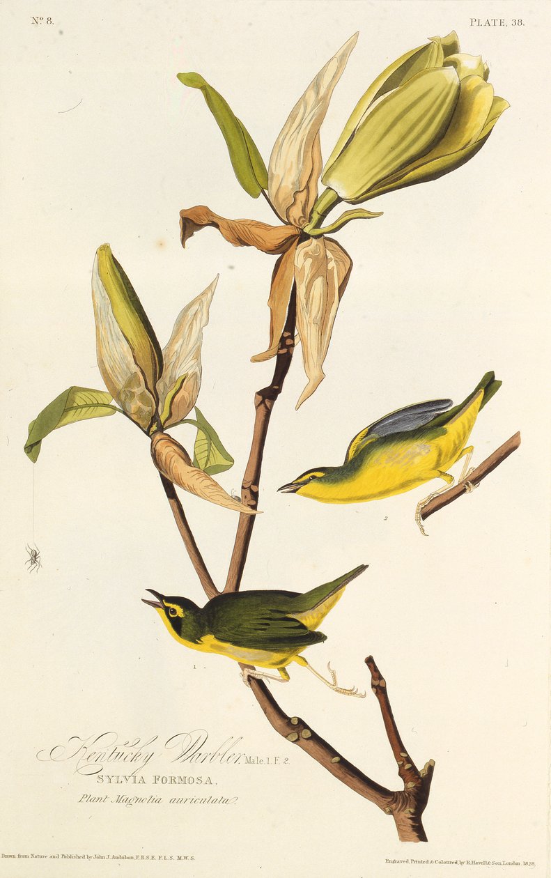 Kentucky-sångaren. Från The Birds of America, 1827-1838. av John James Audubon
