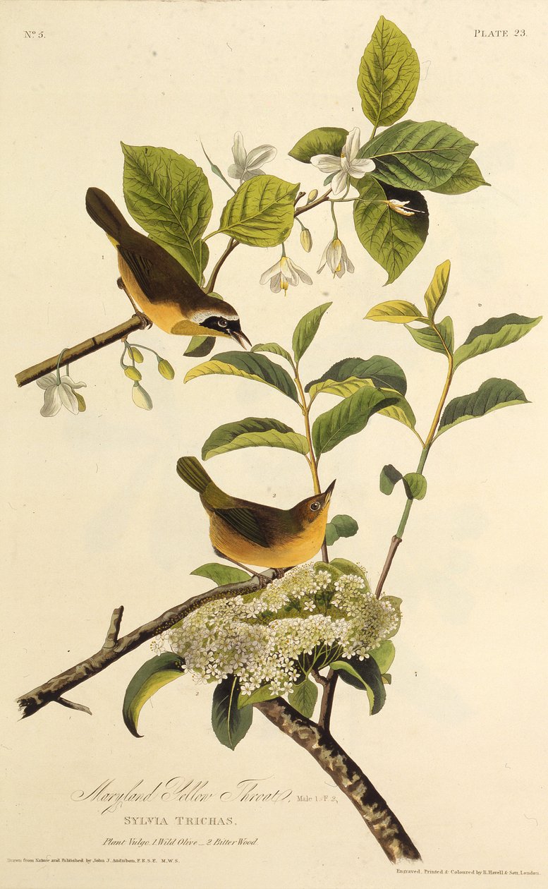 Maryland Yellowthroat. Från The Birds of America, 1827-1838. av John James Audubon