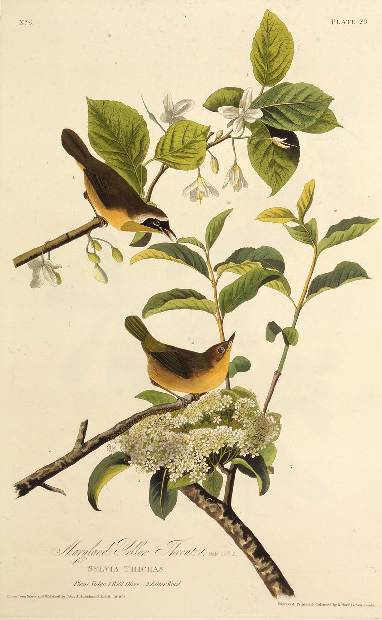 Maryland Yellowthroat. Från The Birds of America, 1827-1838. av John James Audubon