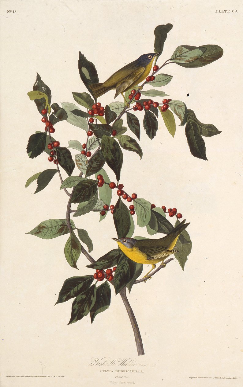 Nashvillesångaren. Från The Birds of America, 1827-1838. av John James Audubon