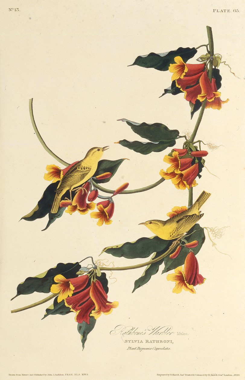 Rathbone Warbler. Från The Birds of America, 1827-1838. av John James Audubon