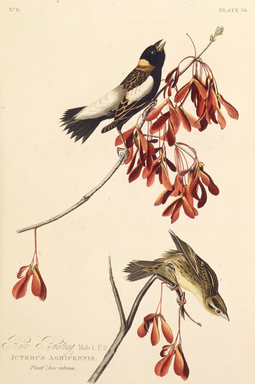 Risfågeln. Från The Birds of America, 1827-1838. av John James Audubon